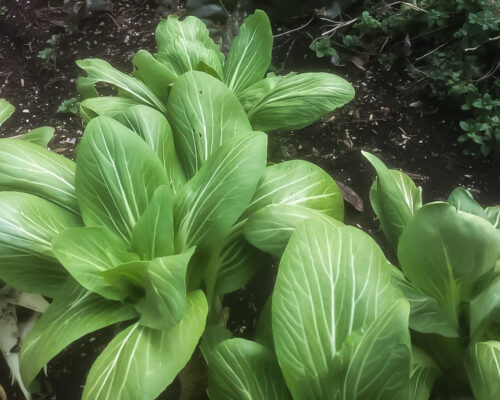 Bok Choy