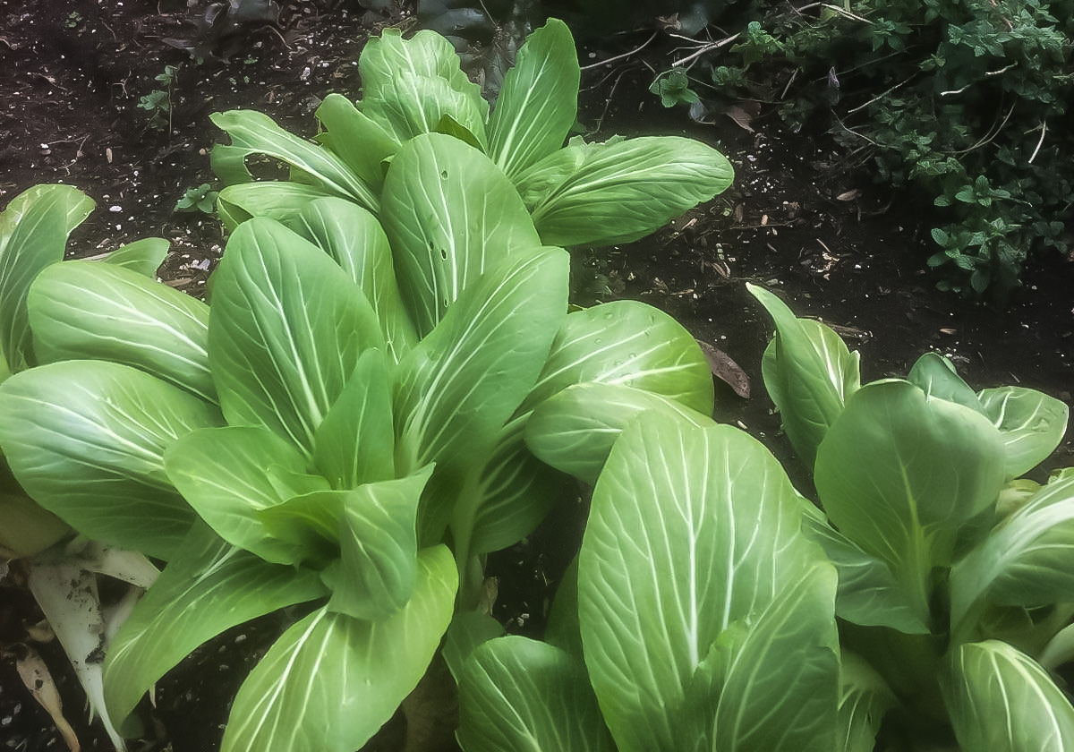 Bok Choy