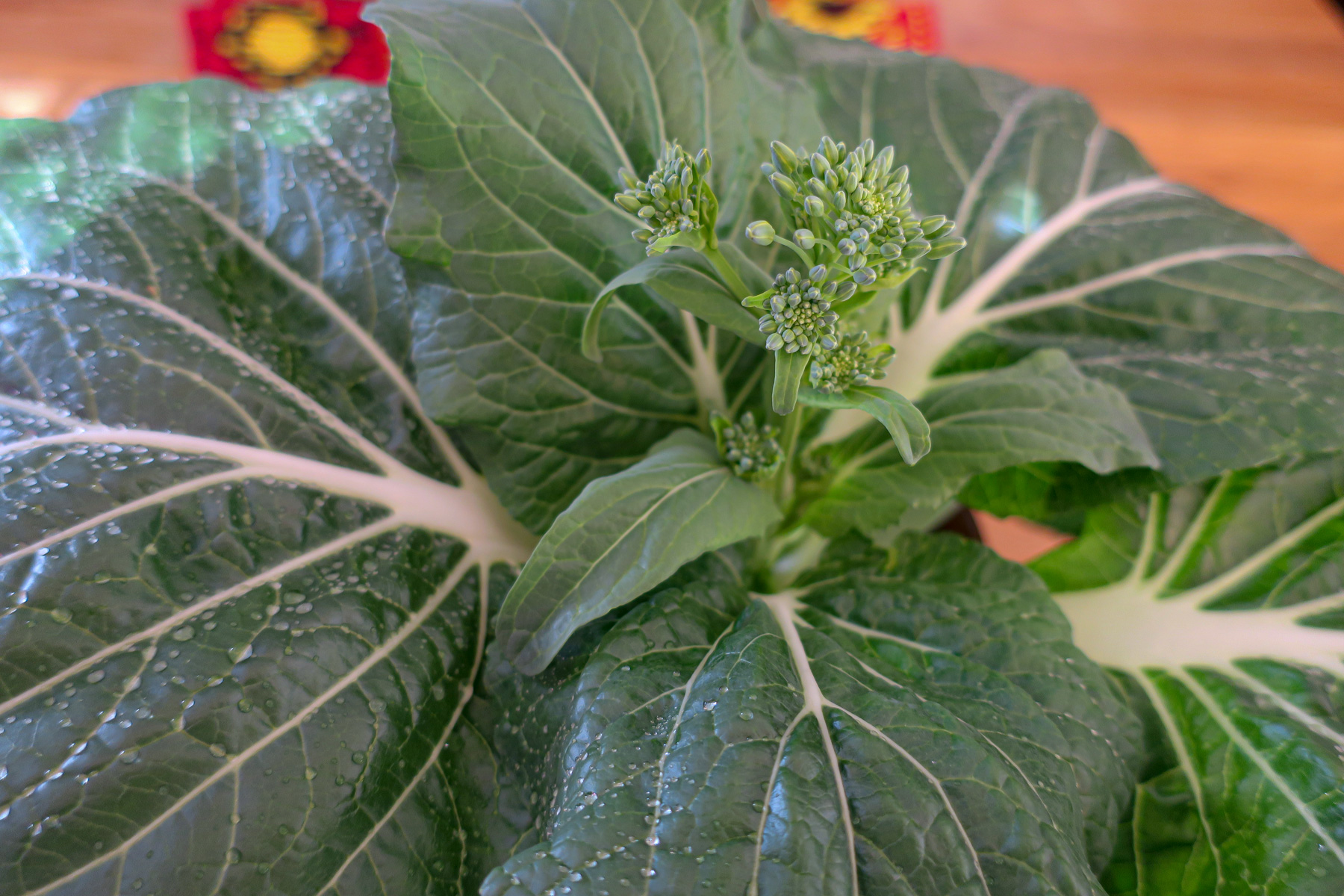 Box grown Bok Choy