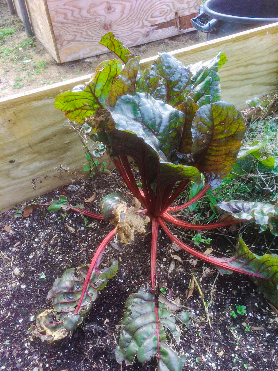 swiss chard CA IMG 2015