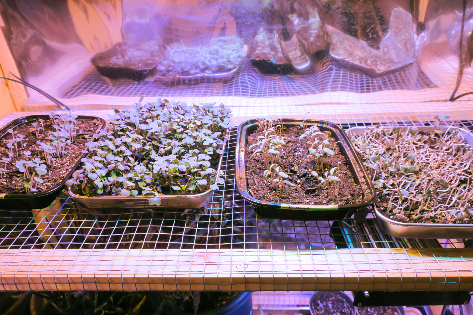 micro greens growing in take-out containers