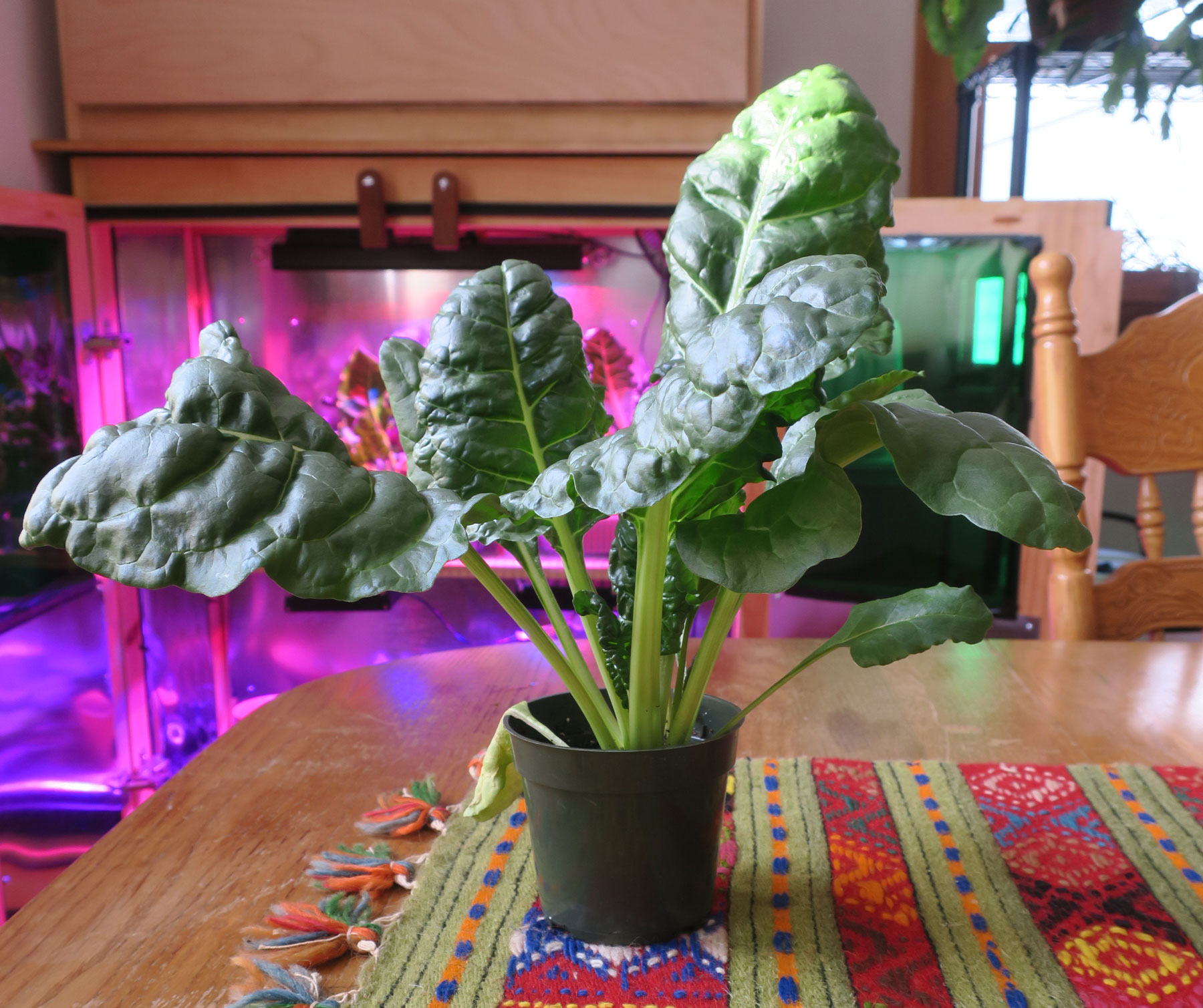 ZGB box grown Swiss Chard