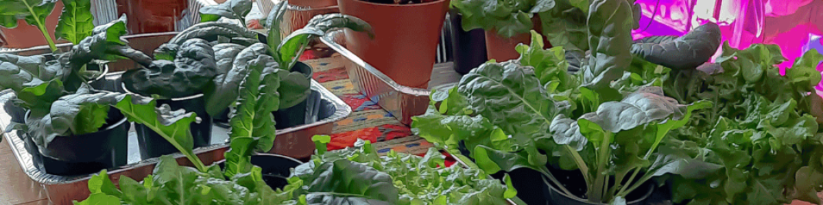 greens grown in the Northern Grow Box