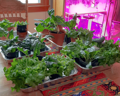 greens grown in the Northern Grow Box