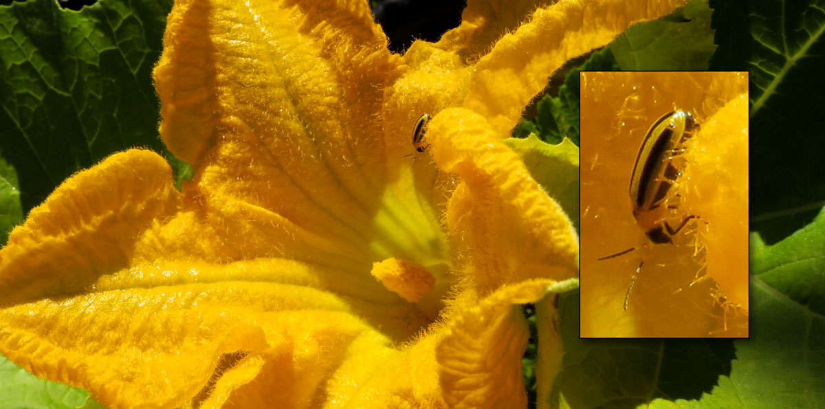 cucumber beetle on a squash blossom