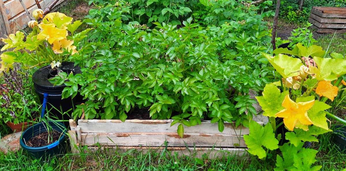 hydro as potted grows - flowering stage