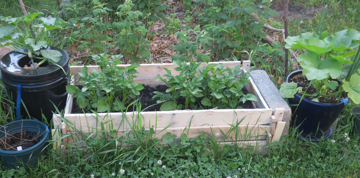 Hydroponics Vs Potted Plants - Zealand Green Box