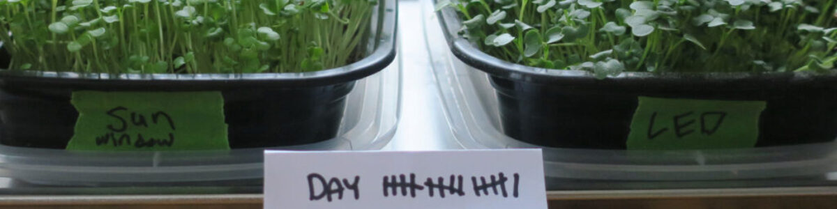 micro green 16 day growth comparison