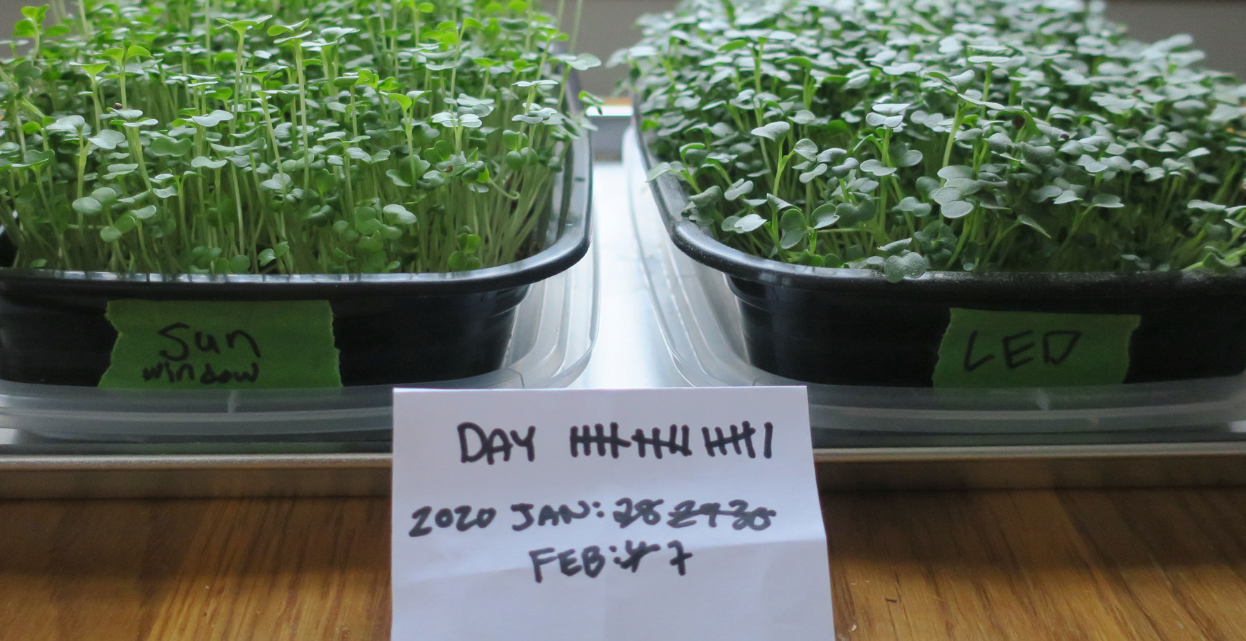 micro green 16 day growth comparison