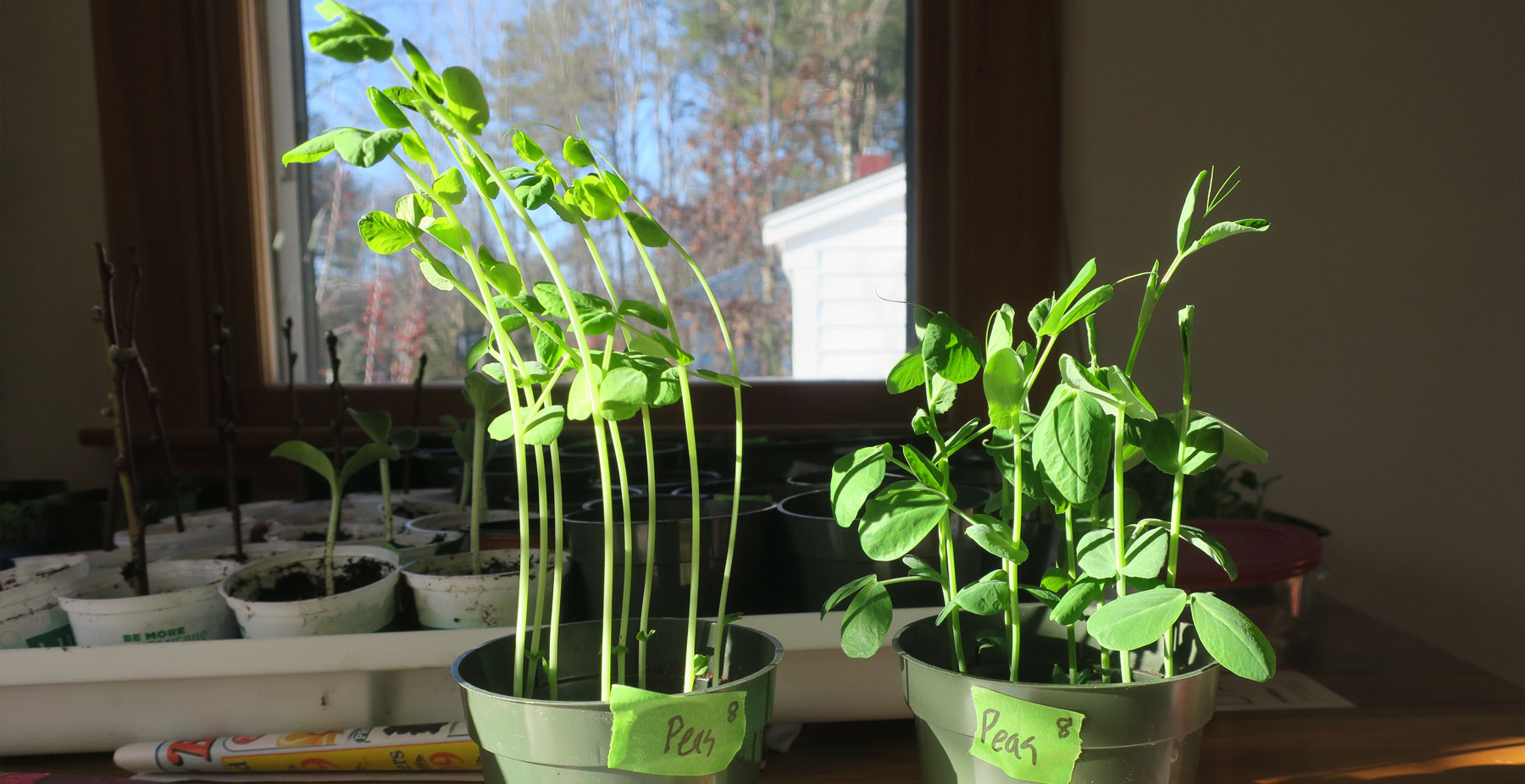 Pea sprouts LED vs window sill comparison