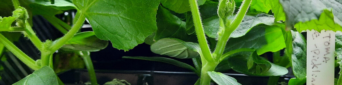 cucumber seedlings