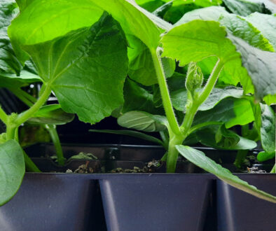 cucumber seedlings