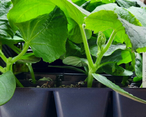 cucumber seedlings