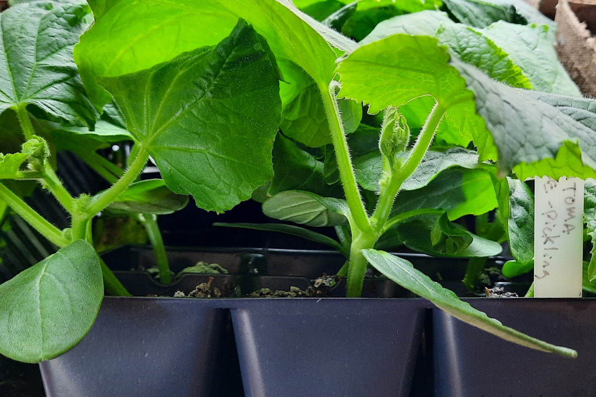 cucumber seedlings