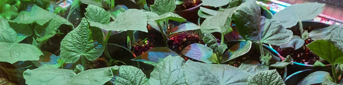 stating cucumbers in grow box