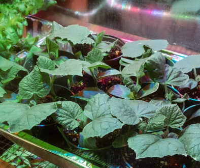 stating cucumbers in grow box