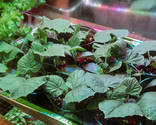 stating cucumbers in grow box