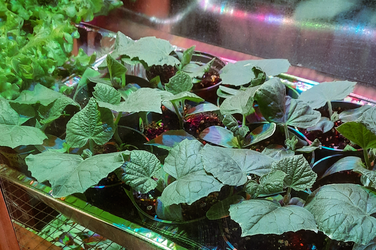 stating cucumbers in grow box