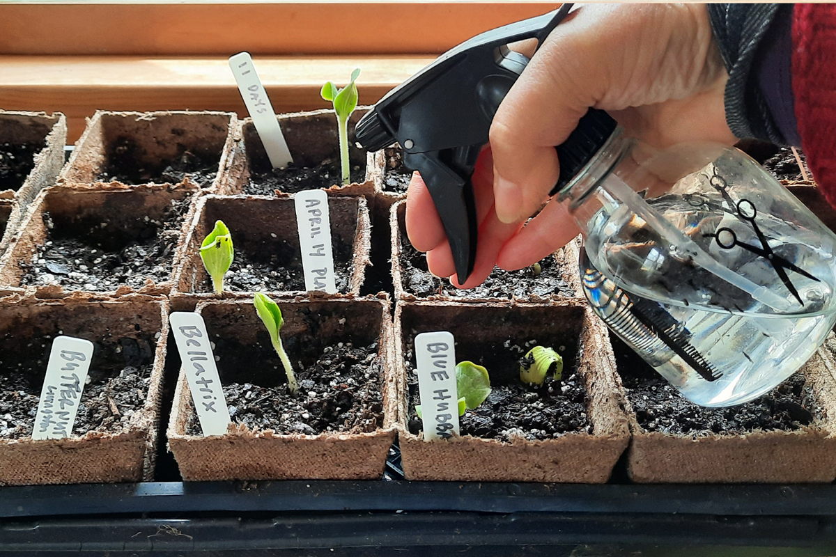 using peat pots to start plants