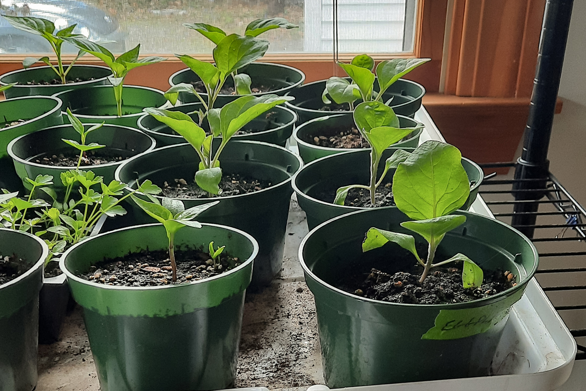 Eggplant and peppers grown in four inch pots. These have been moved from the grow box and will be soon moved to a hoop house.