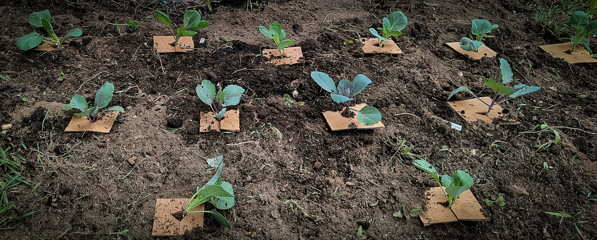 Brassicas: green cabbage, red cabbage, Brussels sprouts