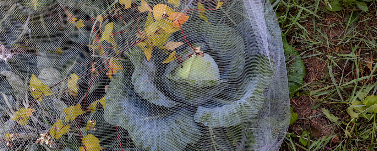 a netted cabbage will help prevent insect damage