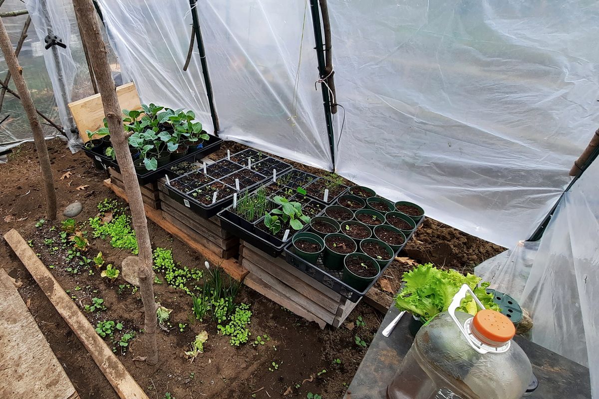 seedlings transferred to hoop house