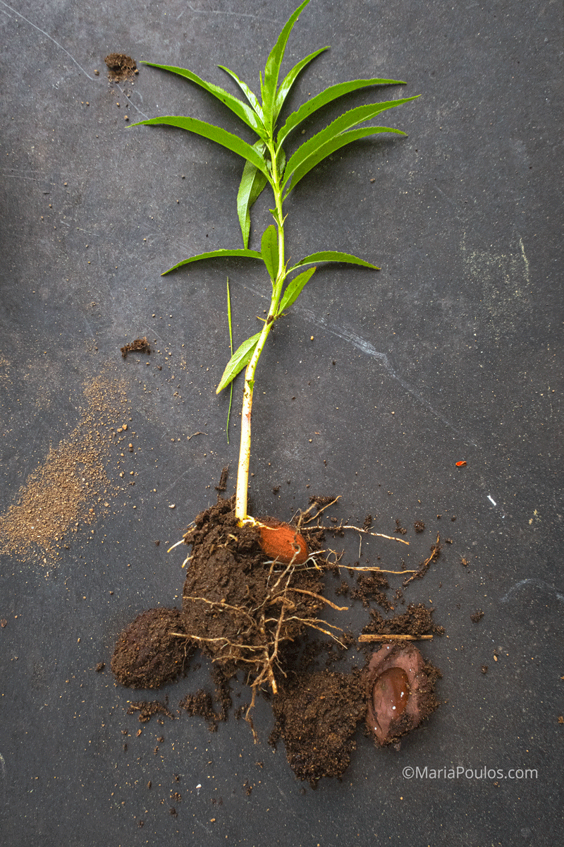 peach tree seedling