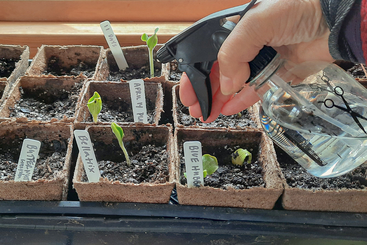 growing seeds in peat pots