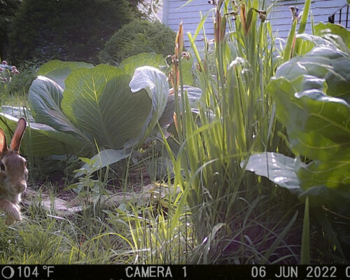 rabbit hopping through cabbage