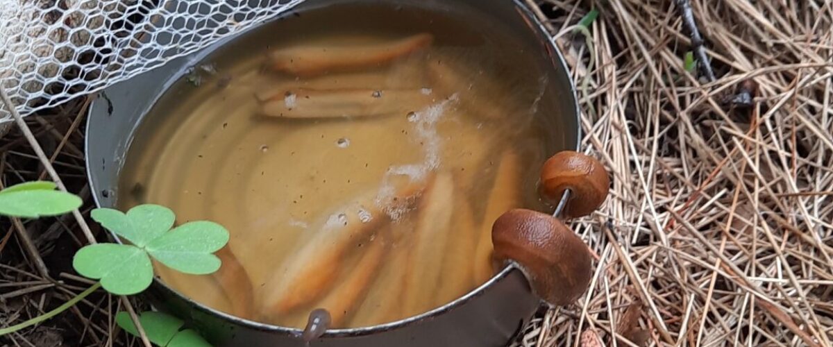 Beer trap for eradicating slugs in garden