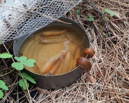 Beer trap for eradicating slugs in garden