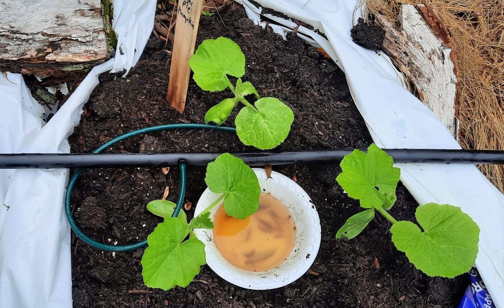 Slug beer trap on squash mound in garden