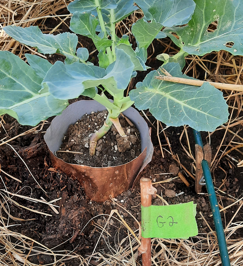 Slug prevention using copper collars