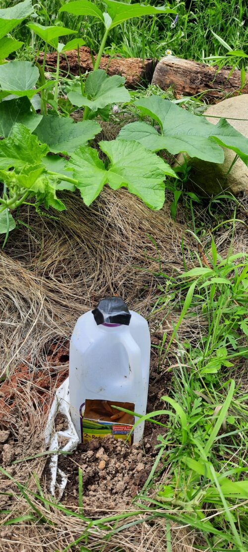 re-using a milk jug to capture slugs with beer