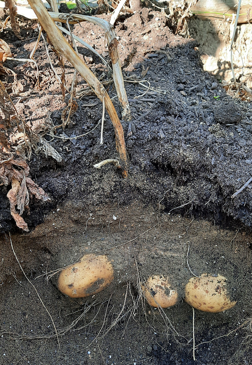 Potato ready for harvest