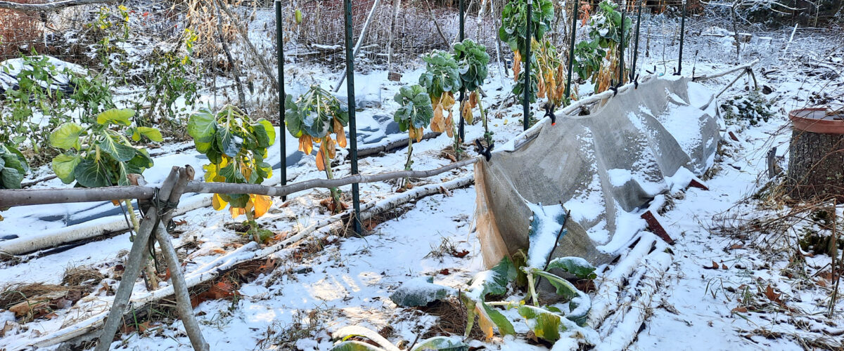 November garden in NH