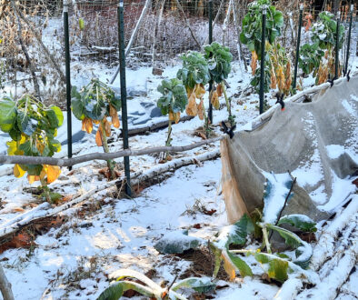 November garden in NH