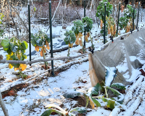 November garden in NH