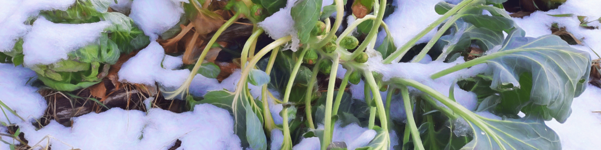 Brussels Sprouts in the snow