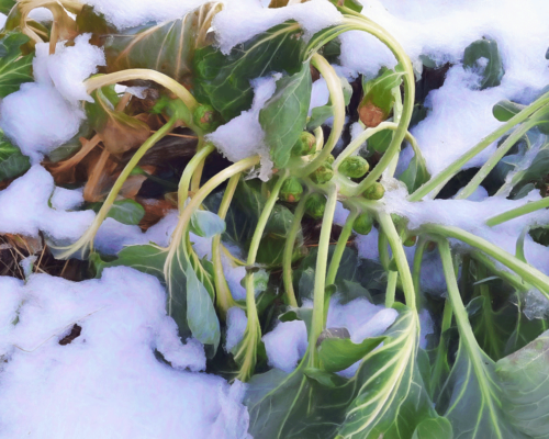 Brussels Sprouts in the snow