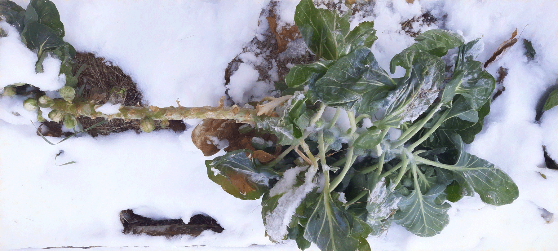 brussels sprouts insnow whole 20231209 112407