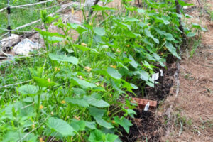 cucumber trellis supported by tripods