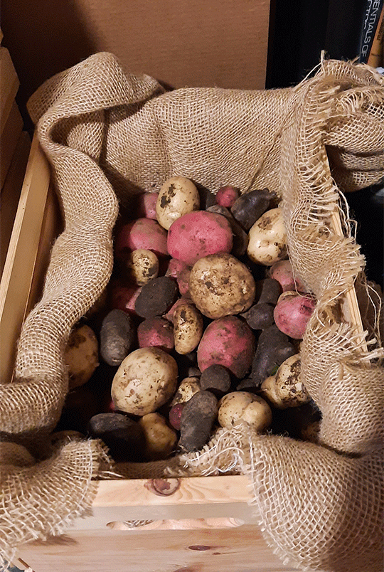 potato harvest