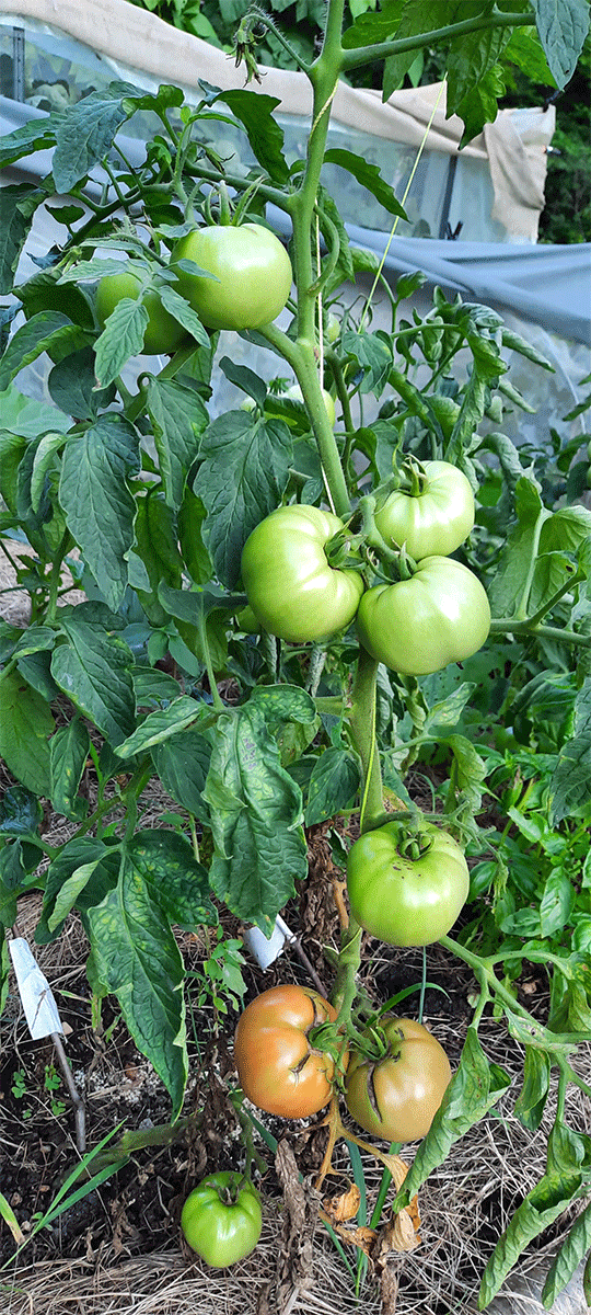 a green tomatoes growing on a plant