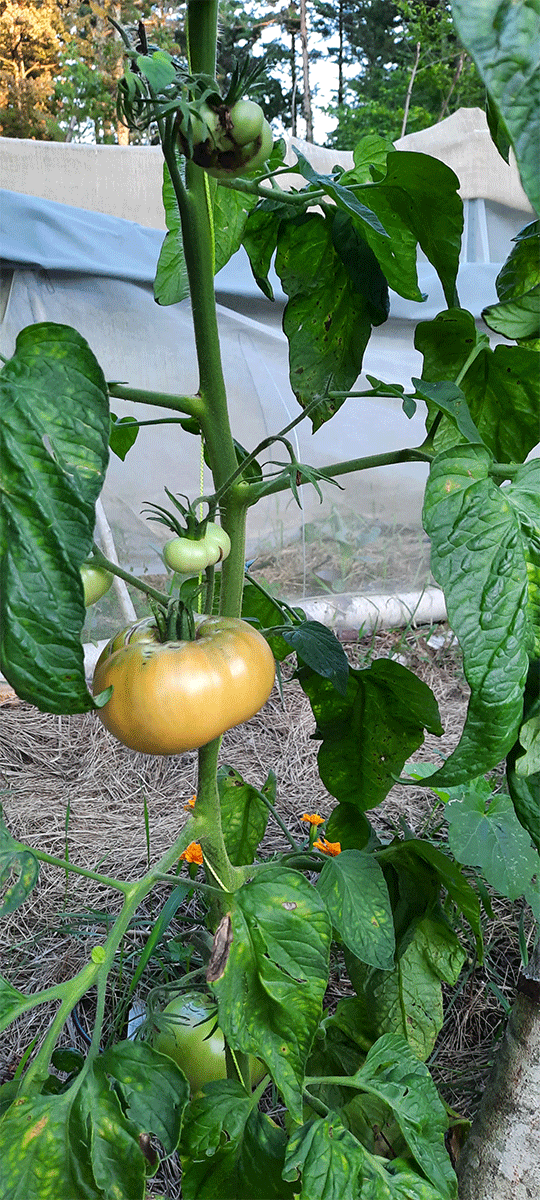 Yellow Brandywine tomato