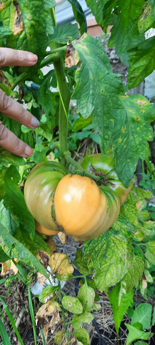 aug harvest 2024 for blog images wyches2 sm