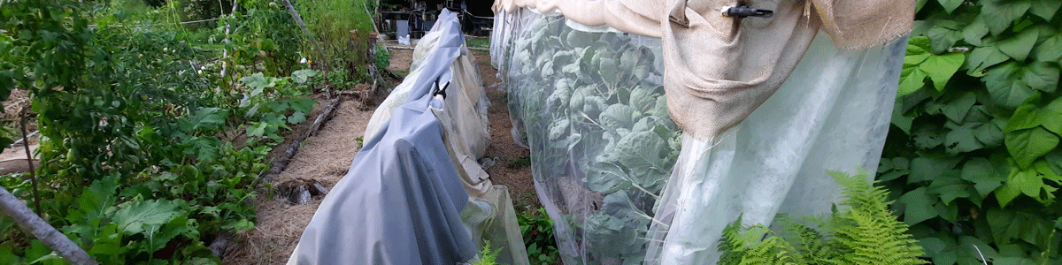 netted brasicas under toule with weed block and burlap used as shade cloth