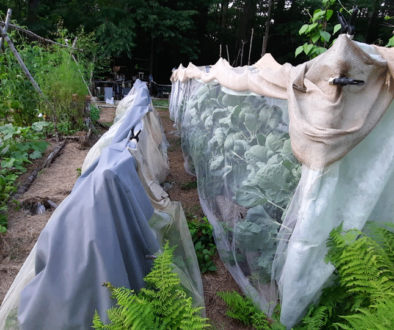 netted brasicas under toule with weed block and burlap used as shade cloth