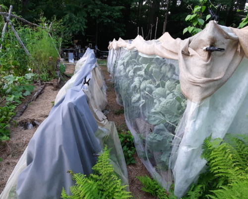 netted brasicas under toule with weed block and burlap used as shade cloth